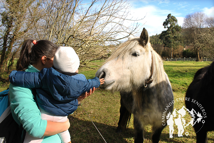 Caballos