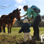 Caballos