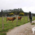 Vacas