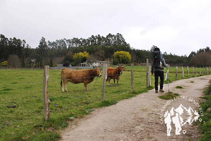 Vacas