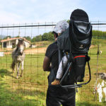 Caballo