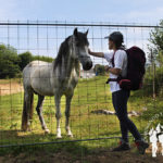 Caballo