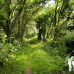 Senda do río Sisalde (Arteixo)
