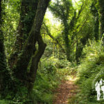 Senda do río Sisalde (Arteixo)