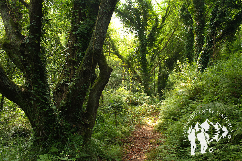 Senda do río Sisalde (Arteixo)