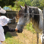 Caballo