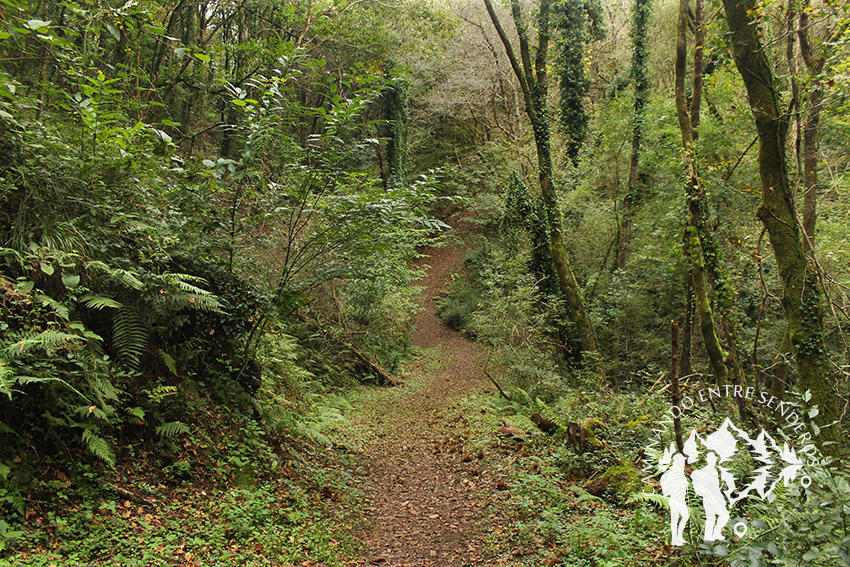 Ruta dos Muíños do Río Medio (Miño)