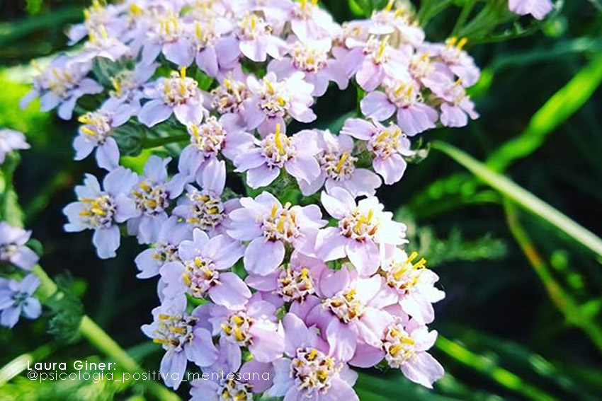 Remedio Natural: Achillea Millefolium, conocida como Milenrama