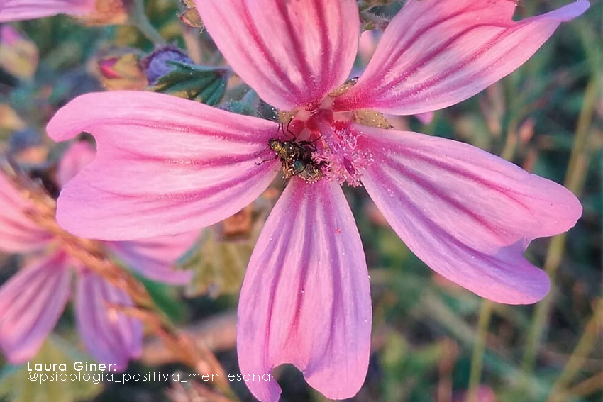 Remedio Natural: Deliciosa Malva