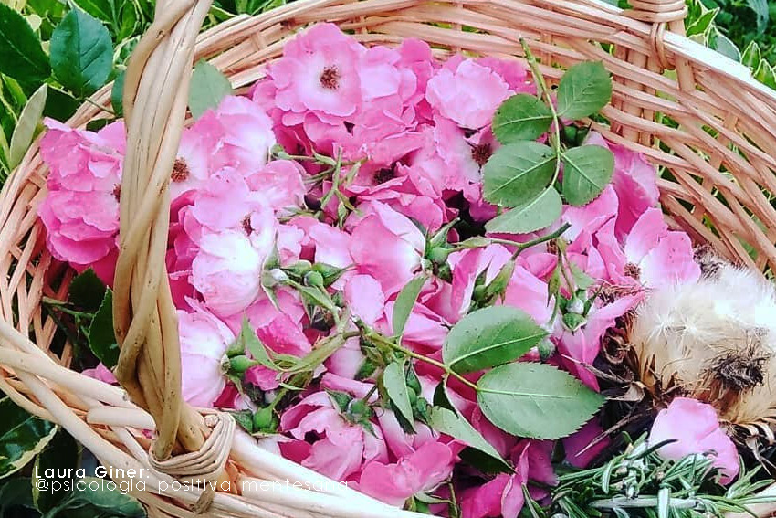 Remedio Natural: Rosa Canina, Rosal Silvestre o Escaramujo