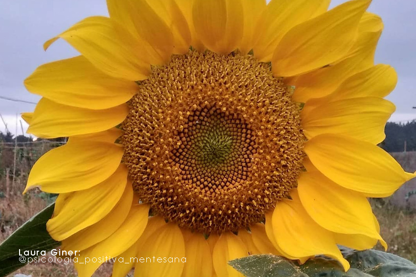 Remedio Natural: Girasol