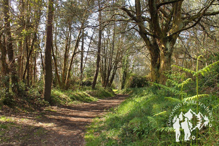 Bosque Abelleiras