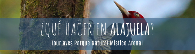 que hacer en alajuela tour aves