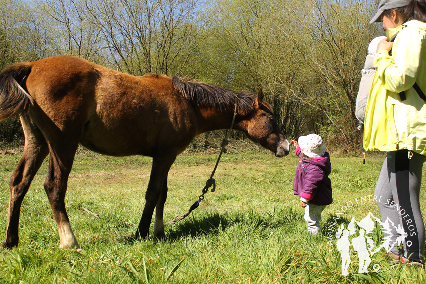 Caballos en Abegondo