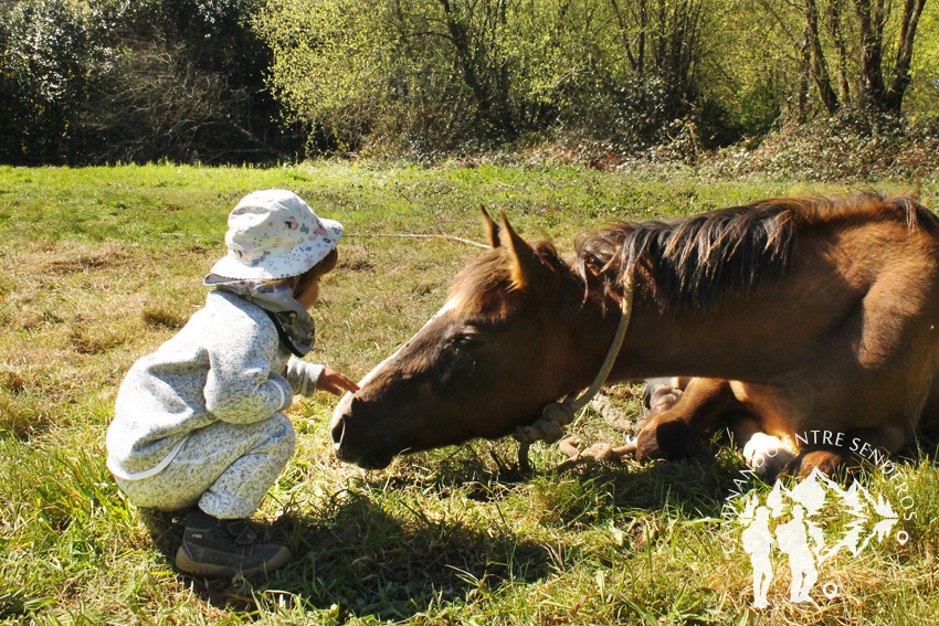 Caballos en Abegondo