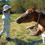 Caballos en Abegondo