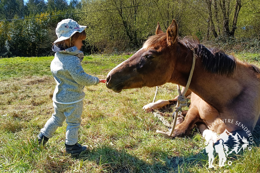 Caballos en Abegondo