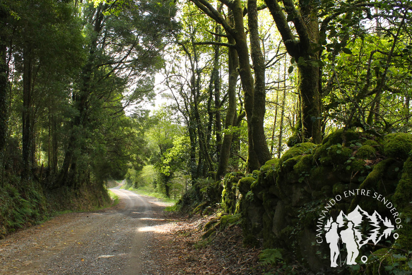 Bosque de robles