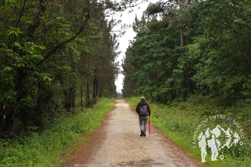 Pista forestal Cacheiras