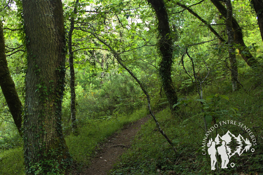 Bosques mágicos de Saamasas (Lugo)