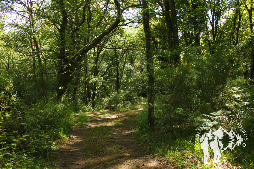 Bosques mágicos de Saamasas (Lugo)