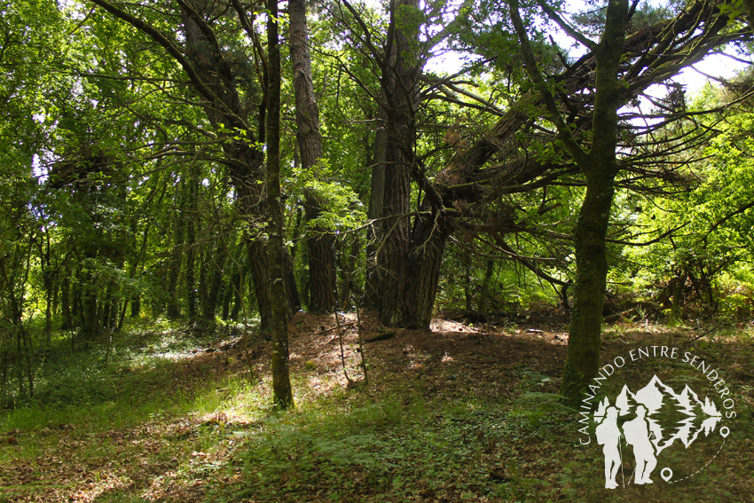 Bosques mágicos de Saamasas (Lugo)