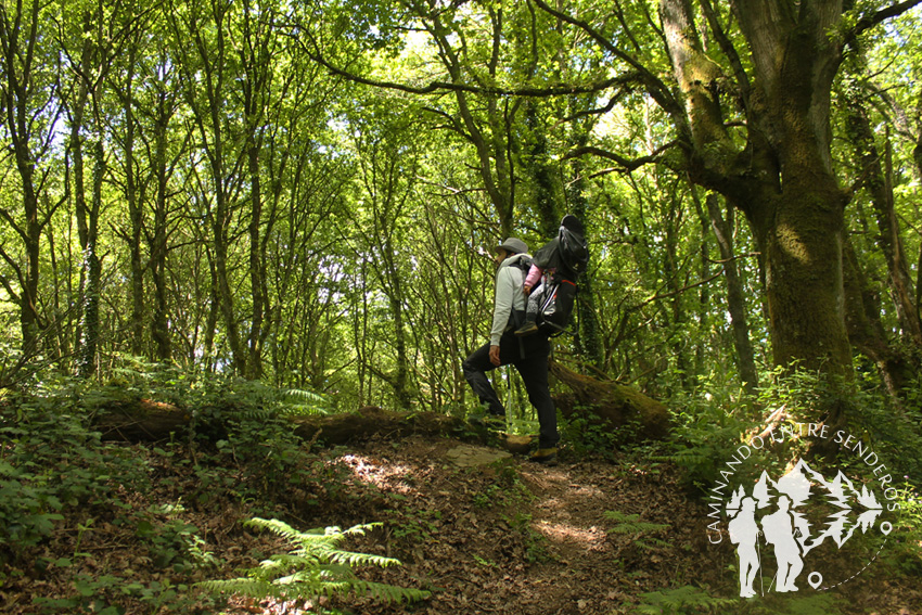 Bosques mágicos de Saamasas (Lugo)