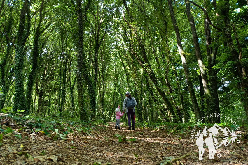 Bosques mágicos de Saamasas (Lugo)