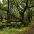 Ruta Carballeira-Pedra Vixía (Baio)