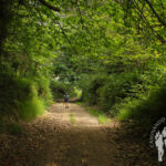 Bosque Punta Torrella (Dexo)
