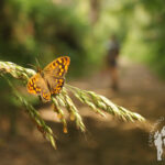 Mariposa Punta Torrella (Dexo)