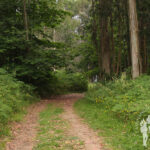 Bosque Punta Torrella (Dexo)