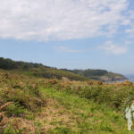 Bosque Bajo Punta Torrella (Dexo)