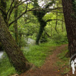 Ruta Carballeira-Pedra Vixía (Baio)