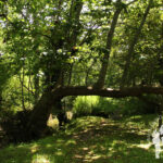 Sendero río Baio