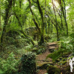 Ruta de Riamonte (Ames)