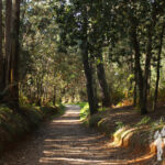 Ruta forestal de Veigue (Sada)