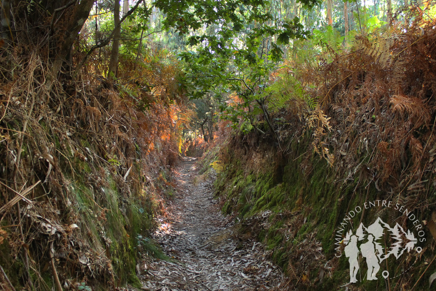 Ruta forestal de Veigue (Sada)