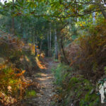 Ruta forestal de Veigue (Sada)
