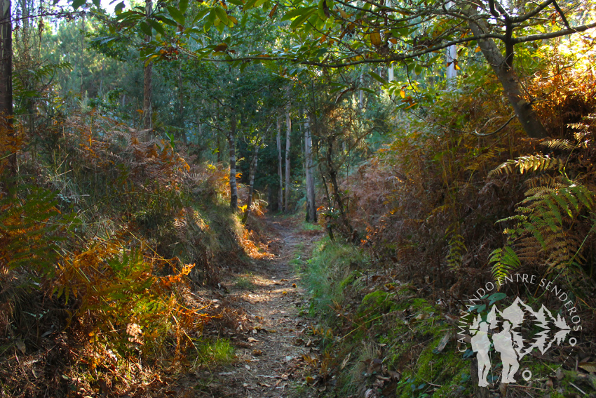 Ruta forestal de Veigue (Sada)