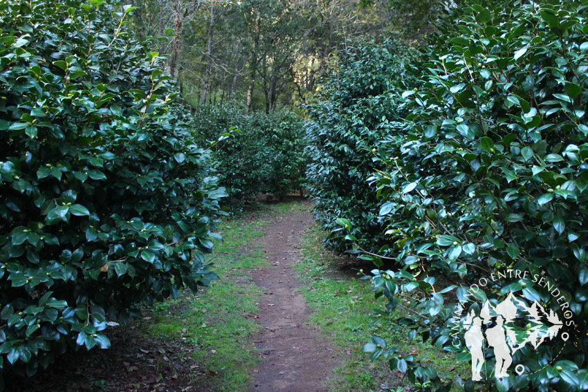 Souto das Camelias