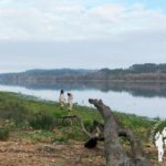 Ruta ornitológica El Bosque Animado (Crendes)