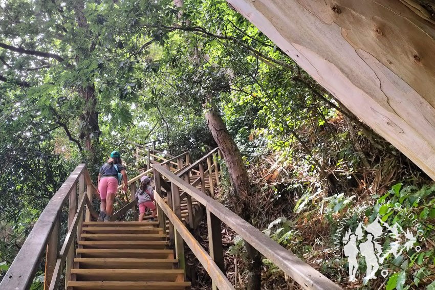 Escaleras madera Sendero da Costa